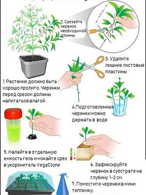 Проращивание растений. Клонирование растений.